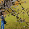桜の木の下に