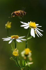 着陸許可お願いします！