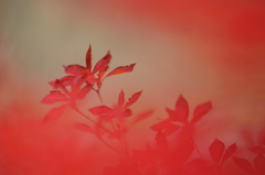 紅に染まって