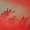 紅に染まって