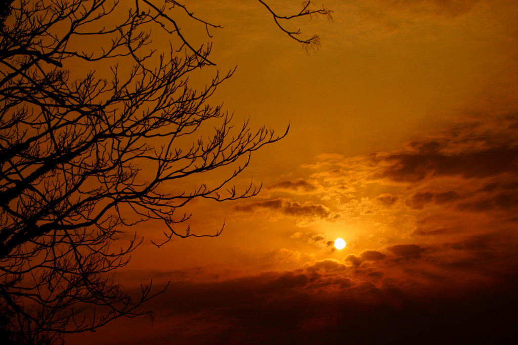 枯木と落陽