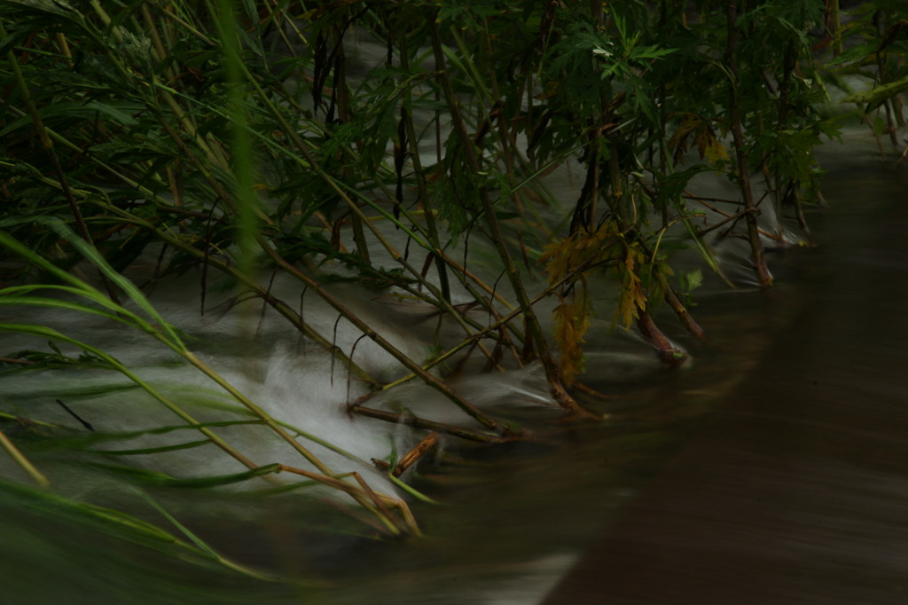 ちいさなジャングル