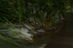 ちいさなジャングル