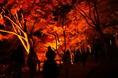 山火事見学