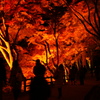 山火事見学