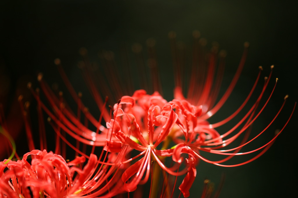 曼珠沙華