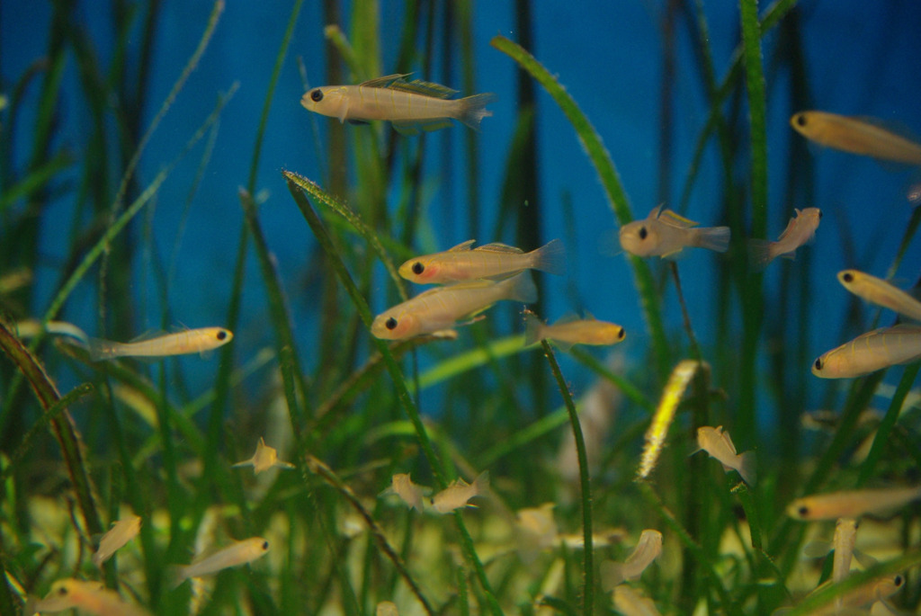 魚さかなサカナ