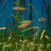 魚さかなサカナ