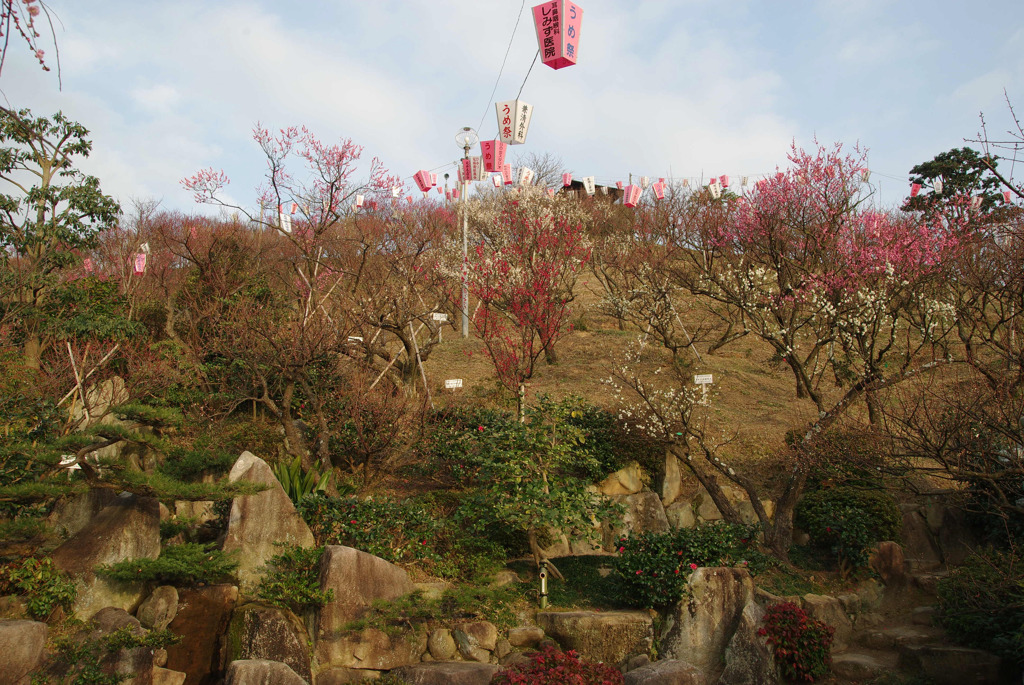 梅祭り