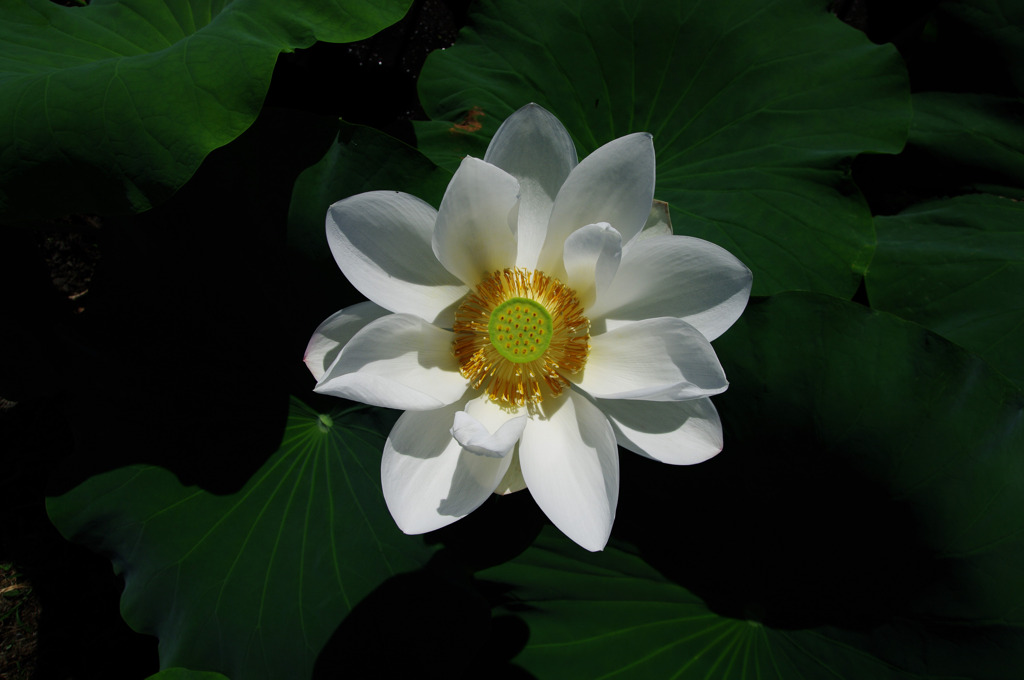 花ひらく