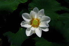 花ひらく
