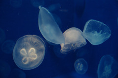 ぷかぷか浮かぶ