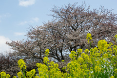 春の景色