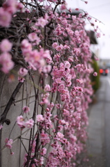 桃の花