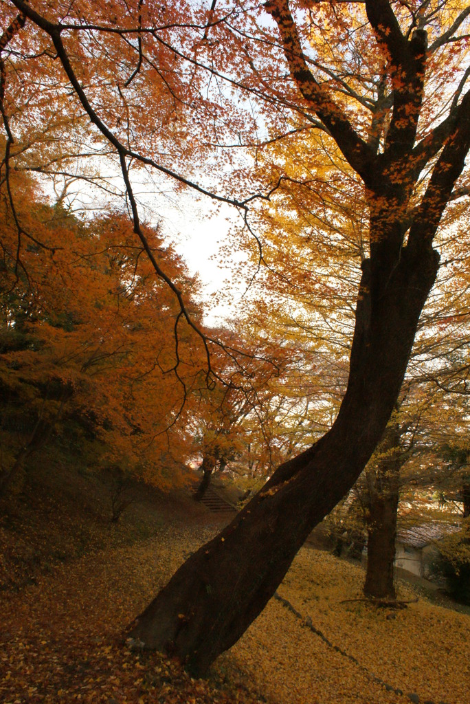 最後の紅葉