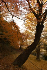 最後の紅葉
