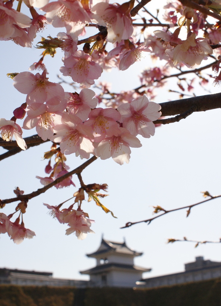 宇都宮の公園