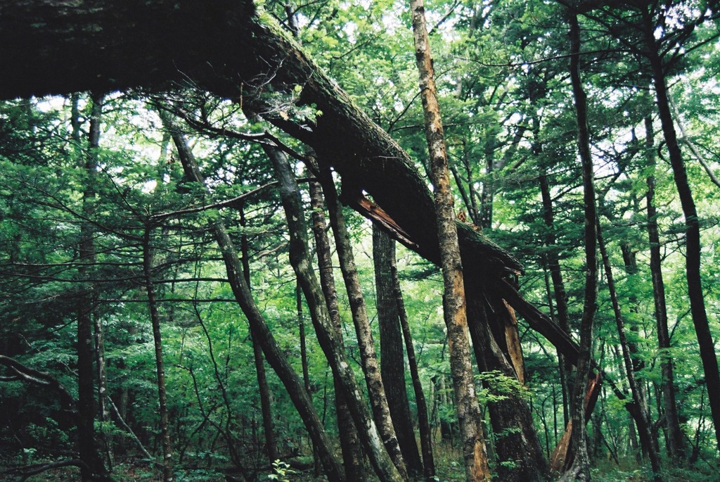 自然の理（ことわり）