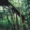 自然の理（ことわり）