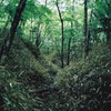 森林への思い