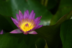DSC04536