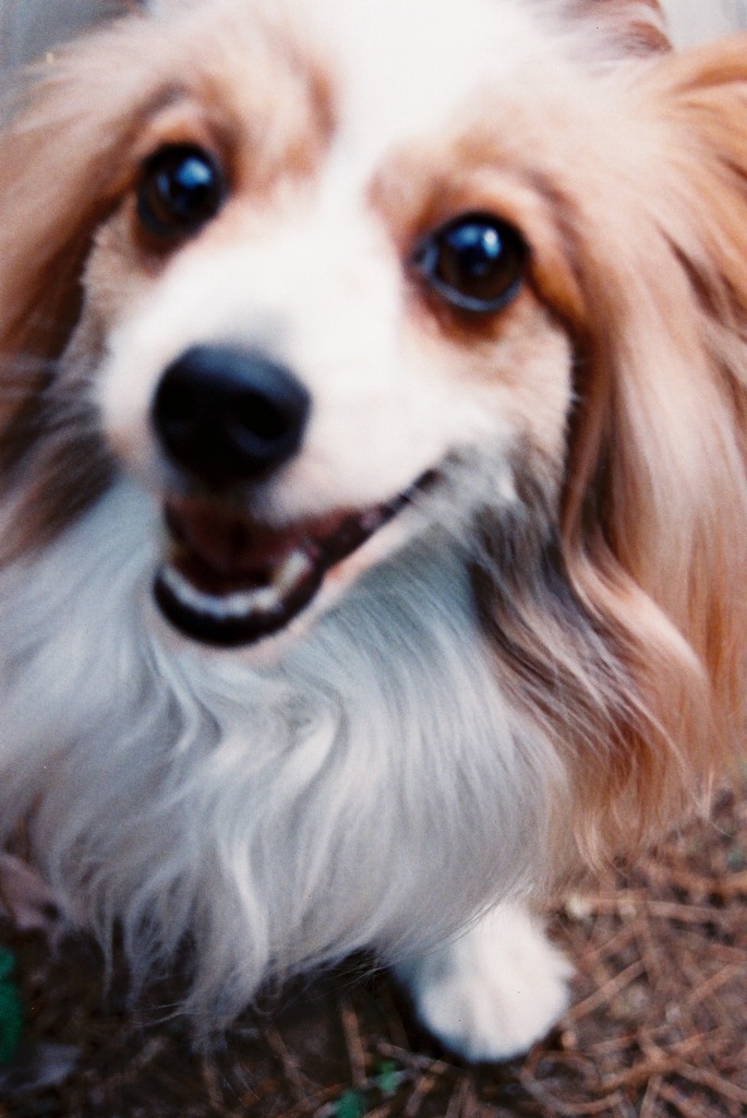 「写真撮ってもらいなさいっ」