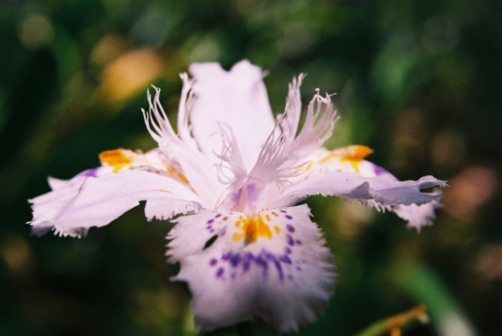 この花なんの花気になる花