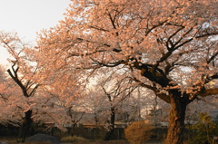 役得サクラ撮影