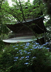 西明寺　三重塔・紫陽花