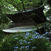 西明寺　三重塔・紫陽花