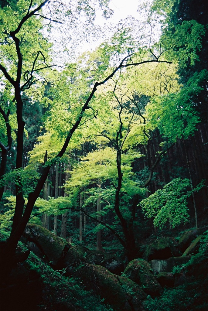 緑に耽る