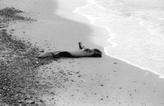 どこからきた？