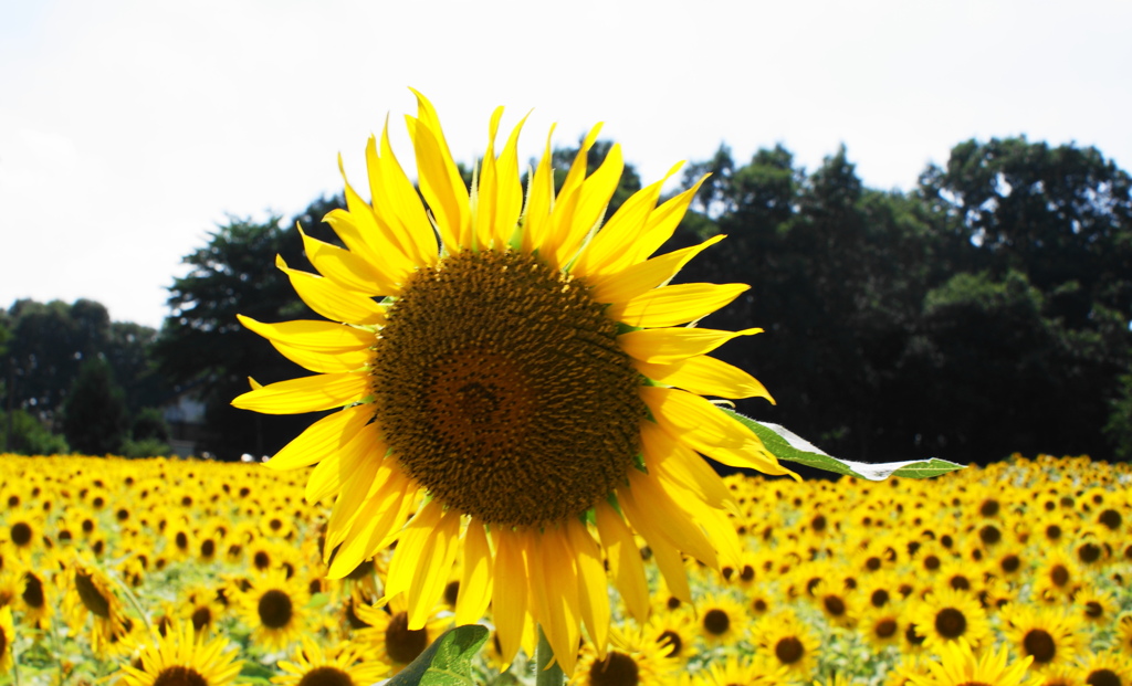 ちょっとしょんぼり