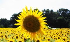 ちょっとしょんぼり