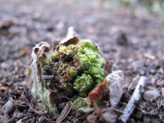 我が家一番はじめの春