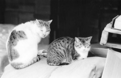 お前らカメラに慣れてるだろ？