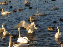 羽田（はんだ）沼にて