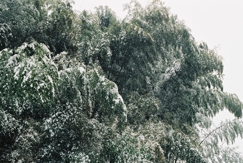切々と雪