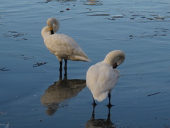 羽田（はんだ）沼にて２