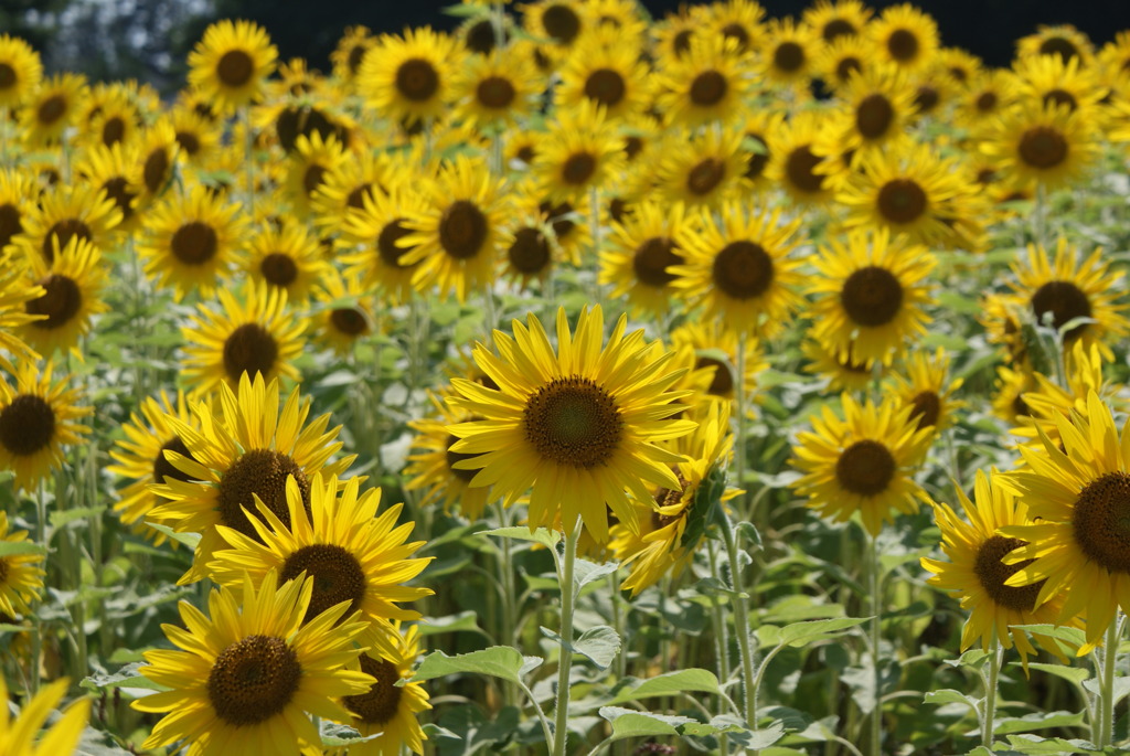 空の青さを知る