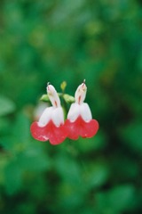 雑草という名の草はない
