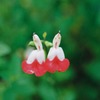 雑草という名の草はない