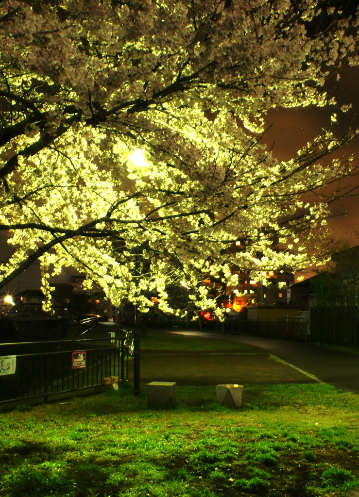 勘撮り夜桜