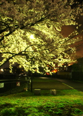 勘撮り夜桜