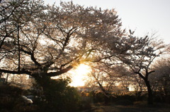 毎日サクラ日和