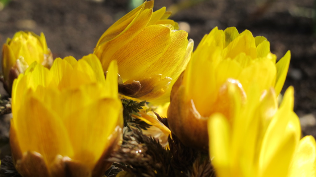 我が家の春２番目