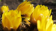 我が家の春２番目