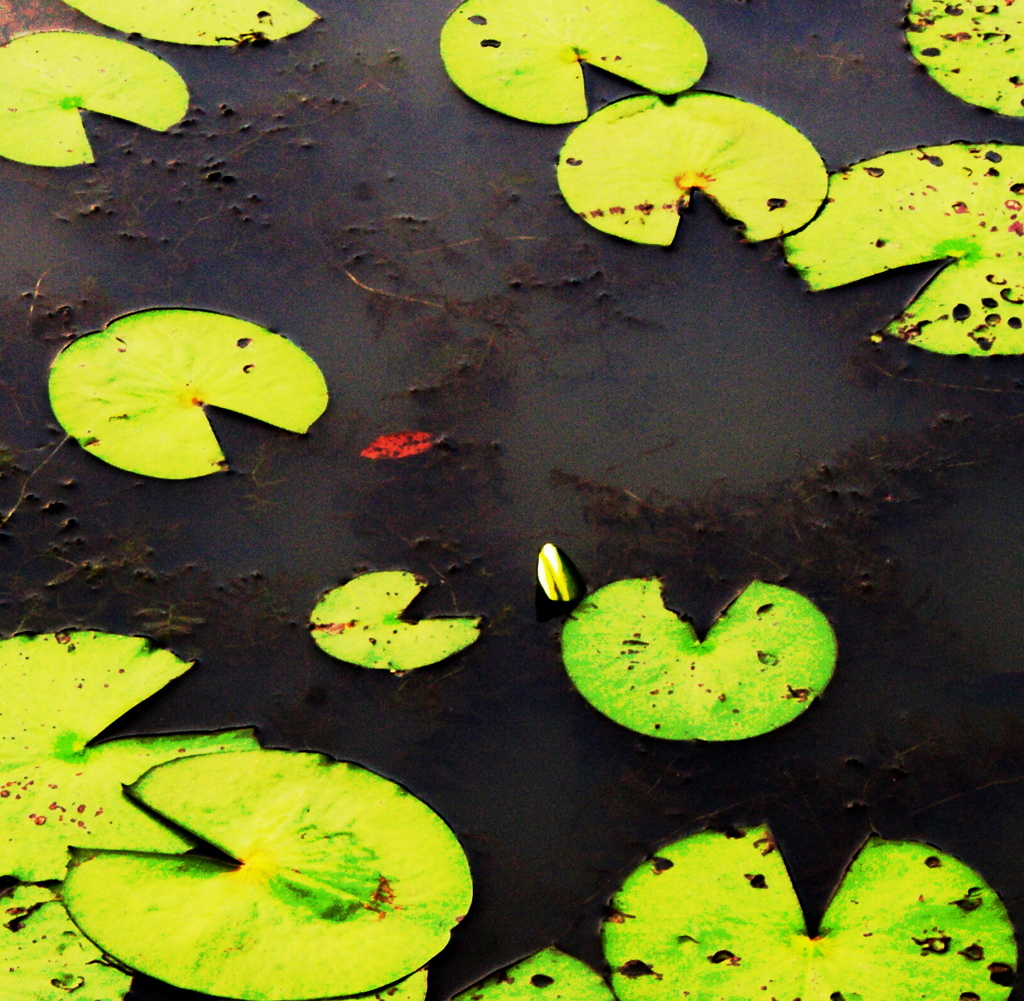 わずかな蕾であっても