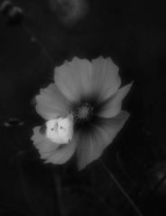 DSC05338