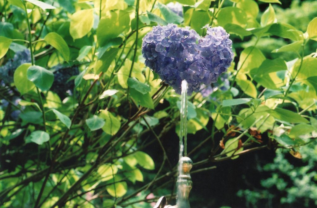 枯れませんように・・・